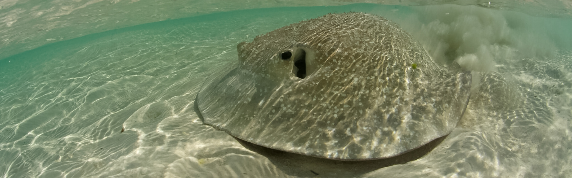 Porcupine Ray: Unveiling the Mysteries of These Enigmatic Marine Creatures